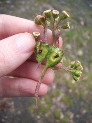 Procecidochares utilis