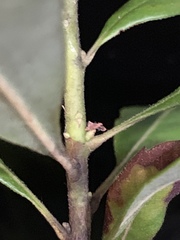 Morella cerifera image