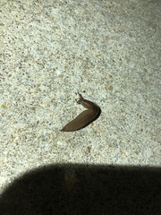 Ambigolimax