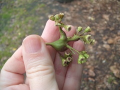 Procecidochares utilis