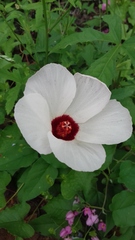 Hibiscus biseptus