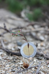 Euphorbia cumbrae