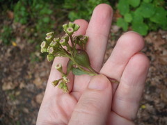 Procecidochares utilis