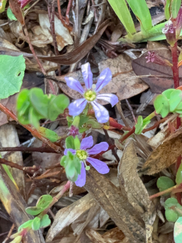 Florida Loosestrife (Lythrum flagellare)