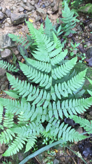 Diplazium viridissimum
