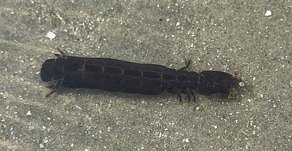 Coronis scolopendra