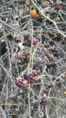 Rubus fruticosus