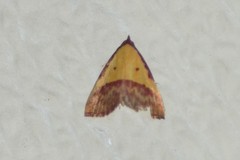 Phytometra rhodarialis