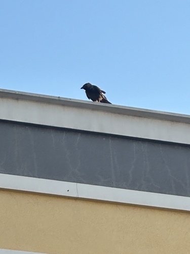 Eurasian Jackdaw