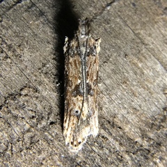Prostomeus brunneus