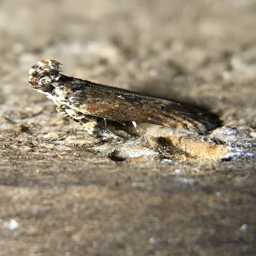 Prostomeus