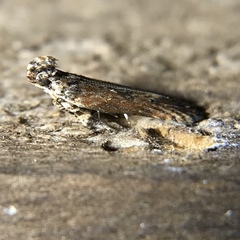 Prostomeus brunneus