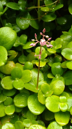 Crassula multicava