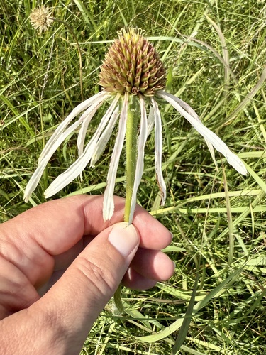 Echinacea pallida