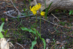 Erythronium pluriflorum, photograph (c) Arvel Hernandez, some rights reserved (CC BY)