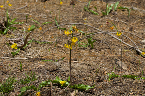 Erythronium pluriflorum, photograph 2