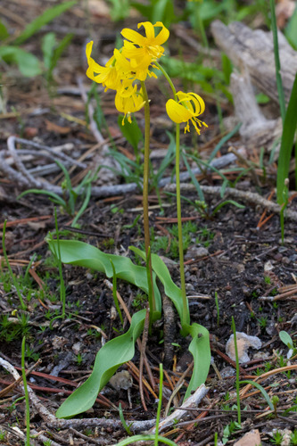 Erythronium pluriflorum, photograph 4