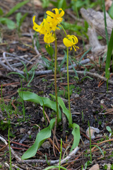Erythronium pluriflorum, photograph (c) Arvel Hernandez, some rights reserved (CC BY)