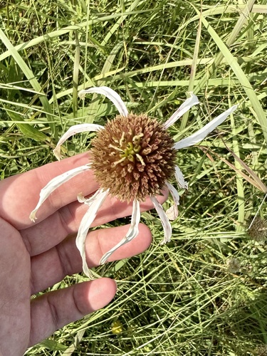 Echinacea pallida