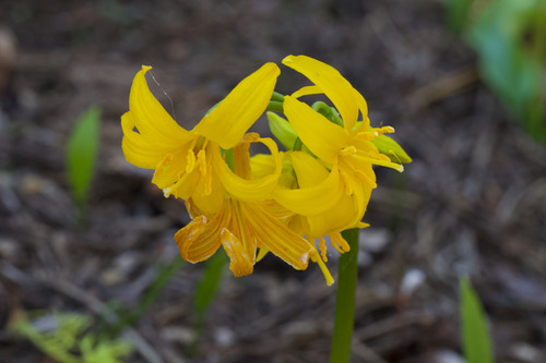 Erythronium pluriflorum, photograph 3