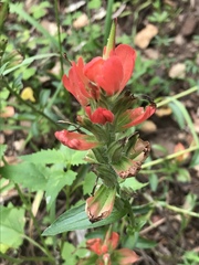 Castilleja nelsonii