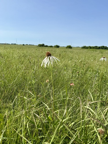 Echinacea pallida
