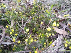 Acacia aculeatissima