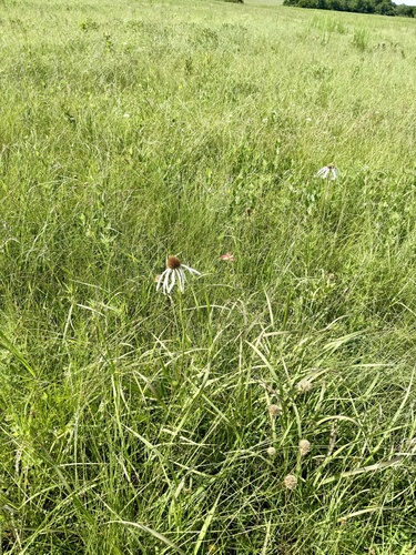 Echinacea pallida