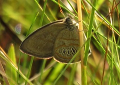 Neonympha areolatus