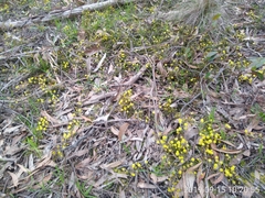 Acacia aculeatissima