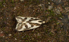 Epithymema incomposita