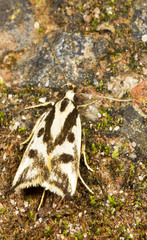 Epithymema incomposita
