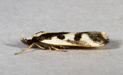 Epithymema incomposita