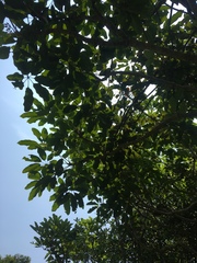 Heptapleurum heptaphyllum