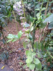 Coleus amboinicus