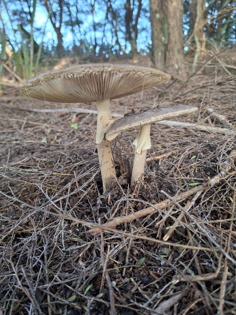 Amanita nothofagi · June 2025 · photo: © clianthus (iNaturalist, cc-by)