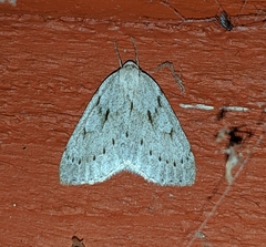Philedia punctomacularia