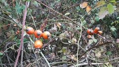 Rosa canina