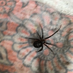 Steatoda grossa