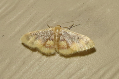 Idaea scintillularia