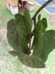 Matisia cordata