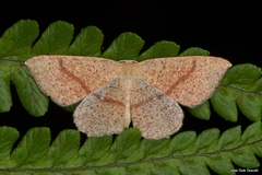 Cyclophora quercimontaria