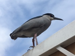Nycticorax nycticorax