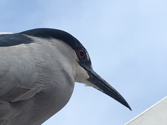 Nycticorax nycticorax