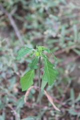 Euphorbia jaliscensis
