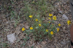 Heliopsis parvifolia