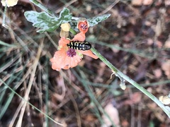 Acmaeodera solitaria