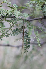 Pseudosermyle strigiceps