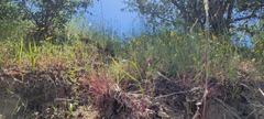 Calochortus amoenus, photograph author not stated, no rights reserved