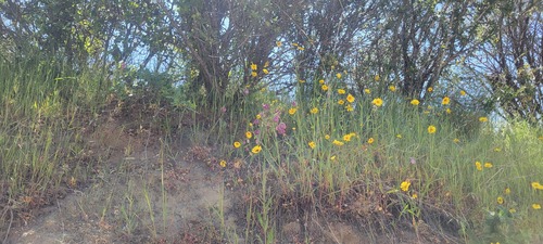 Calochortus amoenus, photograph 4
